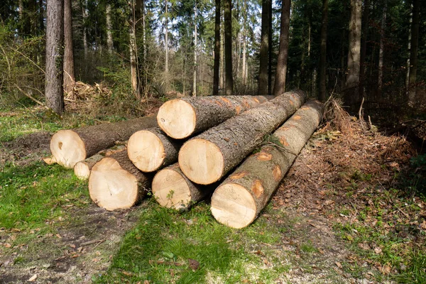 Montón Troncos Árboles Apilados Bosque Trabajos Forestales Personas — Foto de Stock