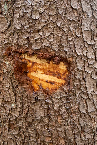 Tree Bark Resin Sap Trunk Wound Close Shot People — ストック写真