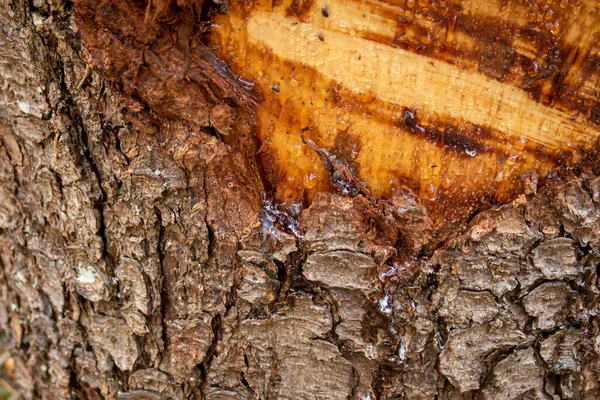 Träd Bark Harts Sav Från Bålen Sår Närbild Skott Inga — Stockfoto