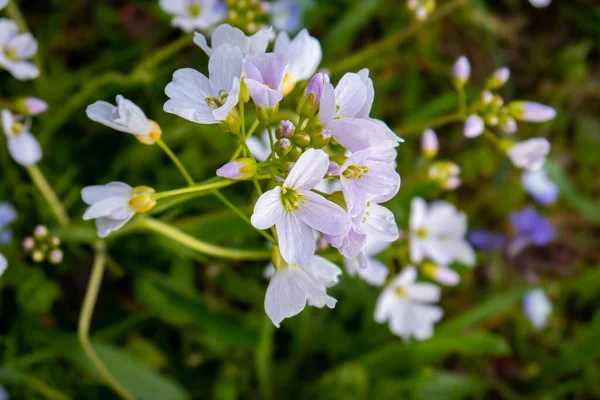 Kleine Hellblaue Waldwildblumen Blühen Zeitigen Frühling Nahaufnahme Makroaufnahme Tagsüber Keine — Stockfoto