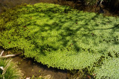 Ormanda göletin su yüzeyinde yüzen yeşil ördek otu. Gündüz vakti güneşli, insan yok..