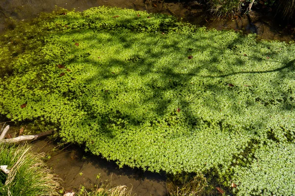 Зеленая Утка Плавающая Поверхности Воды Пруда Лесу Днем Солнечно Людей — стоковое фото