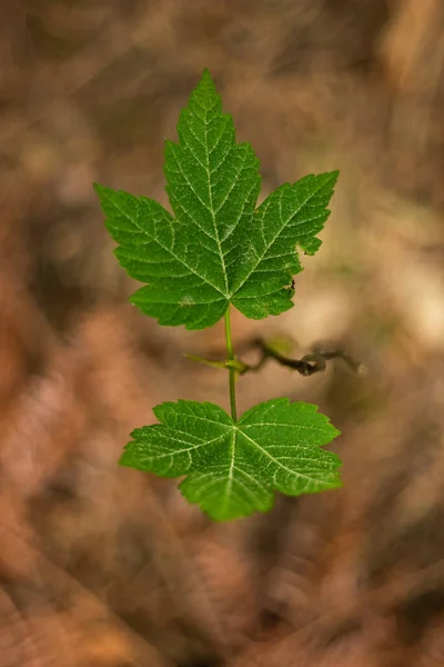 Свіже Зелене Листя Лісі Крупним Планом Постріл Неглибока Глибина Різкості — стокове фото