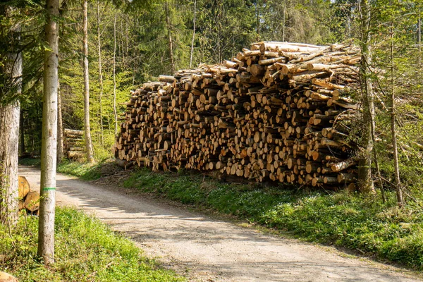 Montón Troncos Árboles Apilados Bosque Trabajos Forestales Personas — Foto de Stock