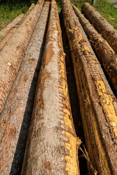 Куча Сложенных Стволов Деревьев Лесу Лесные Работы Людей — стоковое фото