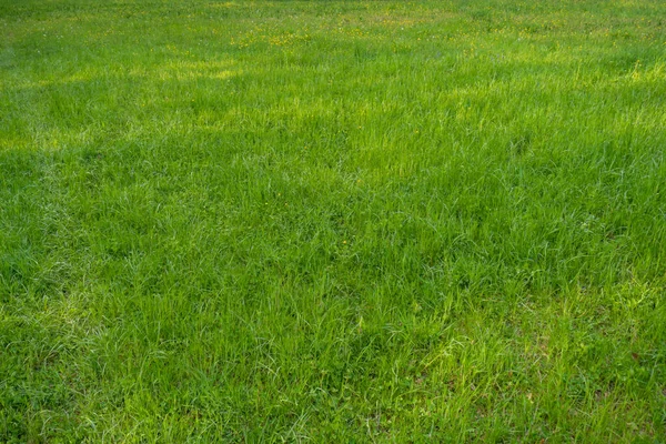 Unmowed Natural Grass Field Nature Top View People — Stock Photo, Image