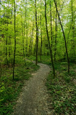 Orman manzarası, güneşli gündüz, insan yok. .