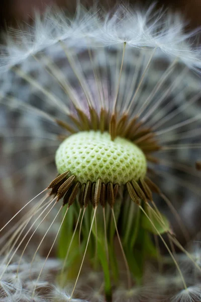 White Dandelion Flower Stem Ball Flying Seeds Close Shot Shallow — Photo