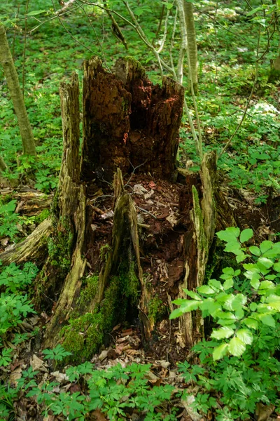 Πράσινα Βρύα Που Αναπτύσσονται Ένα Κούτσουρο Δέντρων Ένα Ευρωπαϊκό Δάσος — Φωτογραφία Αρχείου