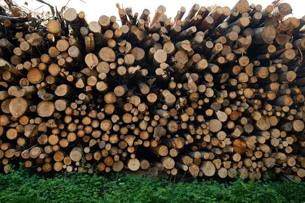 Grote Stapel Gestapelde Gekapte Bomen Een Bos Europa Bosbouw Ontbossing — Stockfoto