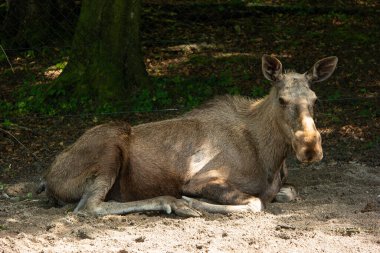 İsviçre ulusal parkında dinlenen yetişkin geyik, insan yok..