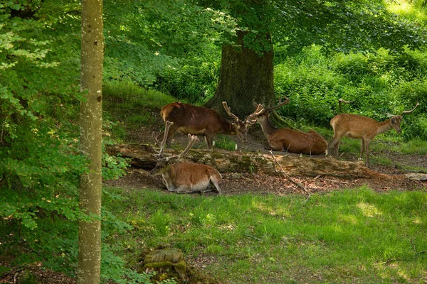 野生の鹿を発見し 休息スタッグ スイス国立公園晴れた夏の日誰も — ストック写真