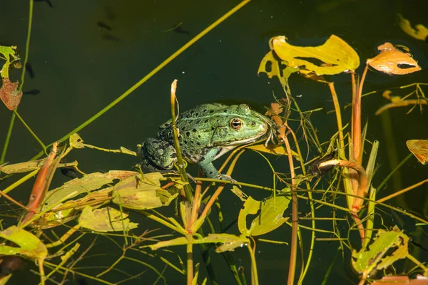 Żaby Zwyczajne Spoczywające Kaczkach Stawie Europie Szeroki Kąt Widzenia Słoneczny — Zdjęcie stockowe