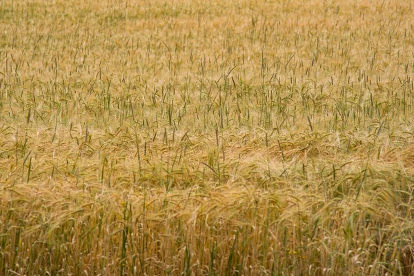 Mogna Gyllene Vetefält Inga Människor — Stockfoto