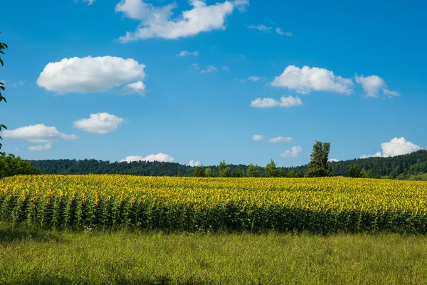 Ανθισμένο Πεδίο Sunflower Στην Ελβετία Ευρώπη Κοντινό Πλάνο Όχι Άνθρωποι — Φωτογραφία Αρχείου