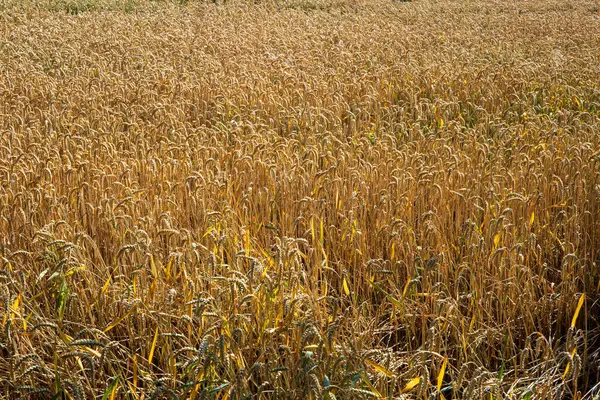 Zlaté Zralé Pšeničné Pole Švýcarsku Evropa Těsně Před Sklizní Slunečný — Stock fotografie