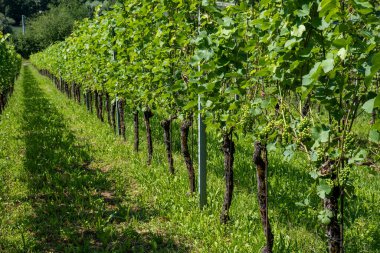 İsviçre, Avrupa 'da yeşil üzüm bağları. Güneşli yaz günü, kimse yok..