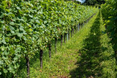 İsviçre, Avrupa 'da yeşil üzüm bağları. Güneşli yaz günü, kimse yok..