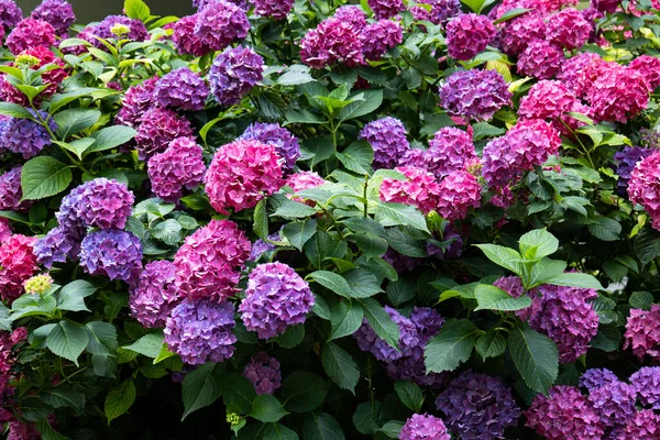 Colorful Blooming Hydrangea Bush Close Shot People — Foto de Stock