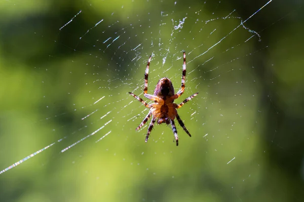 Large Garden Spider Sitting Center Its Web Sunny Summer Day — стоковое фото