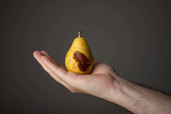 Partially Overripe Spoiled Pear Held Hand Caucasian Male Hand Close — Fotografia de Stock