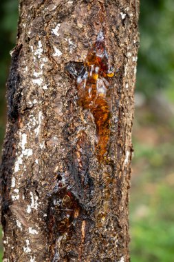 Ağaç kabuğu reçinesi ya da ağaç özü. Yakın çekim, sığ alan derinliği, insan yok..