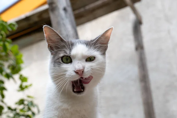 Vitt Herrelöst Kattporträtt Gård Närbild Skott Katt Tittar Kameran Öppen — Stockfoto