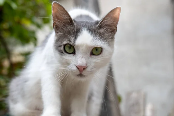 Retrato Gato Rescate Blanco Patio Primer Plano Gato Mirando Cámara —  Fotos de Stock