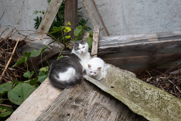 白色的流浪猫和它的小猫坐在堆积如山的瓦砾堆上的院子里 近距离拍摄 没有人 — 图库照片