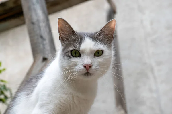 Λευκό Πορτρέτο Διασώστη Γάτα Μια Αυλή Κοντινό Πλάνο Γάτα Κοιτάζοντας — Φωτογραφία Αρχείου