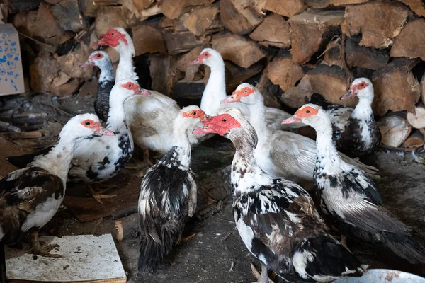 Köy evindeki evde ördek var, insan yok..