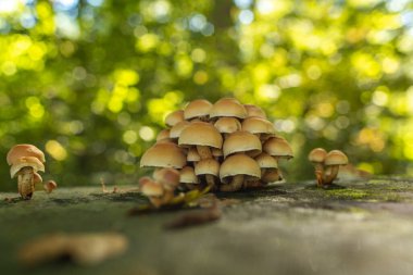 Ekim ayında Avrupa 'da ormandaki ağaç kütüğünde yetişen bir grup yabani mantar. Zemini yakın çekim, insan yok.