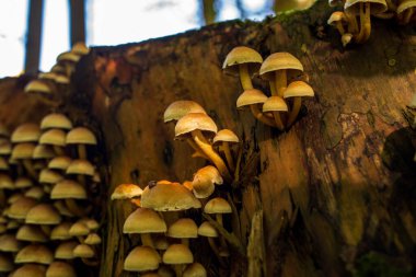 Ekim ayında Avrupa 'da ormandaki ağaç kütüğünde yetişen bir grup yabani mantar. Zemini yakın çekim, insan yok.