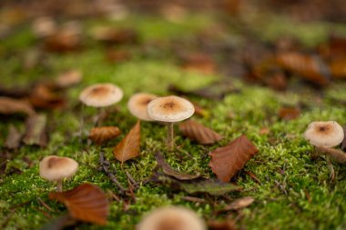 Ekim ayında Avrupa 'da yosunlu yeşil orman arazisinde bir sürü yabani mantar yetişiyor. Zemini yakın çekim, insan yok.