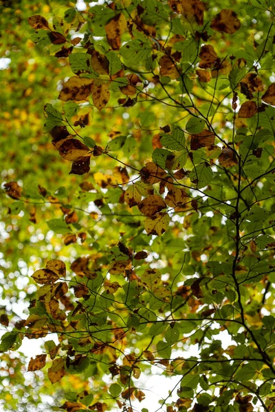 Árvores Outono Com Folhas Coloridas Uma Cena Florestal Europa Tiro — Fotografia de Stock