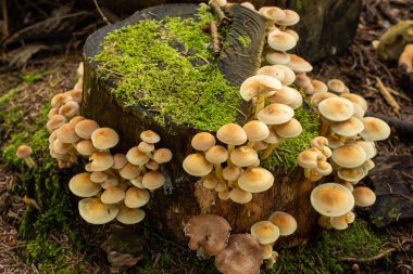 Ekim ayında Avrupa 'daki ormanda vahşi sonbahar mantarları yetişiyor. Yakın çekim, insan yok..