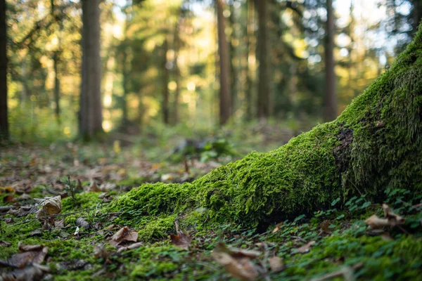 Grünes Moos Und Herbstblätter Baumstumpfwurzeln Einem Waldherbsttag Nahaufnahme Aus Tiefem — Stockfoto