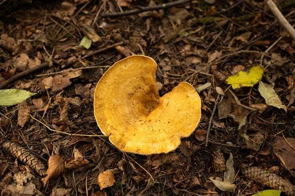 월에는 유럽의 숲에서 버섯이 자라고 있습니다 가까이 — 스톡 사진