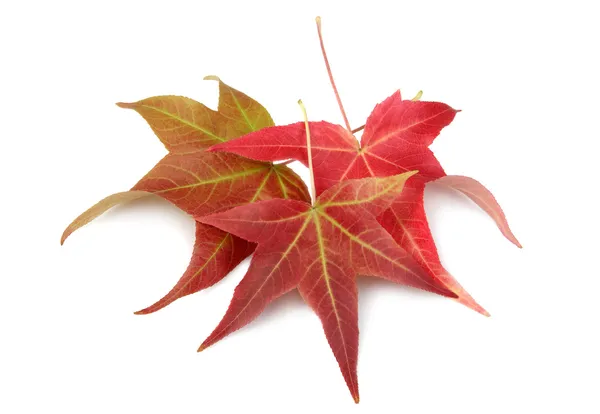 Herbst Herbst Ahorn Blätter — Stockfoto