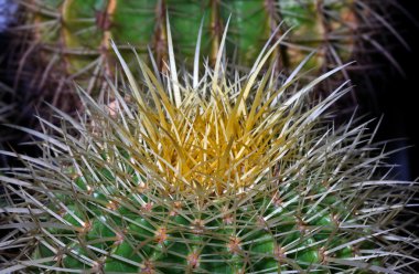 topu kaktüs California