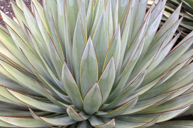 Aloe kaktüsü tesisi