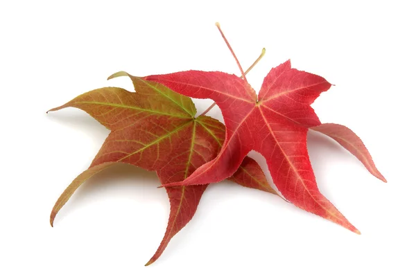 Zwei Herbst-Ahornblätter — Stockfoto