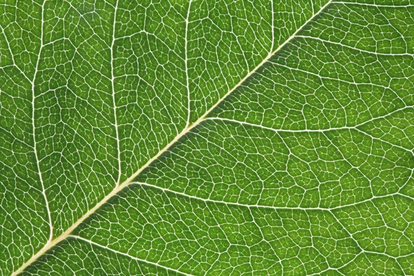 Detailed leaf structure Stock Picture