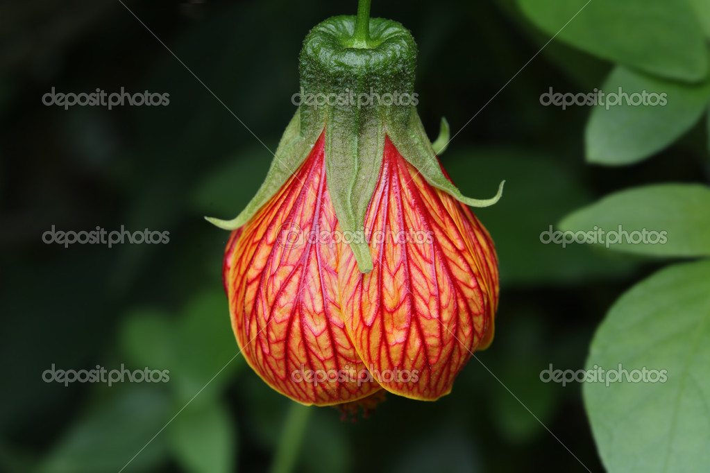 Red and yellow hanging flower natural texture — Stock Photo