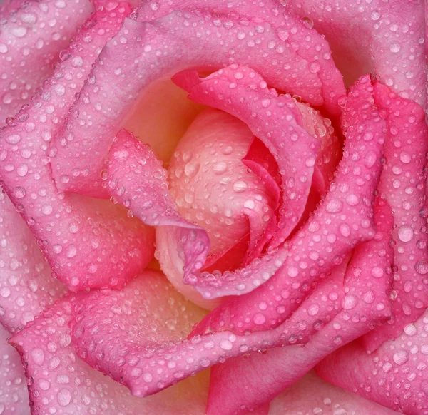 Rose rose avec gouttes d'eau — Photo