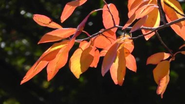 Sonbahar Yaprakları