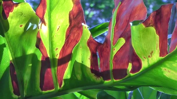 Árboles tropicales retroiluminados — Vídeos de Stock
