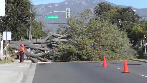 Дерево вниз на дороге после шторма — стоковое видео