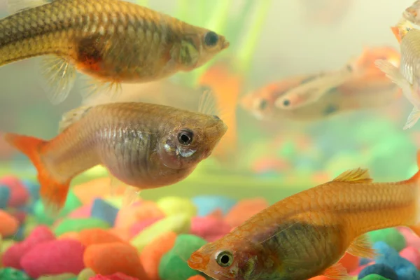 Guppies — Stock Photo, Image