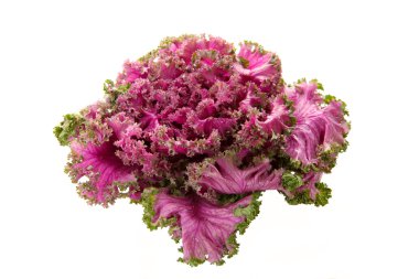 pembe çiçekli lahana